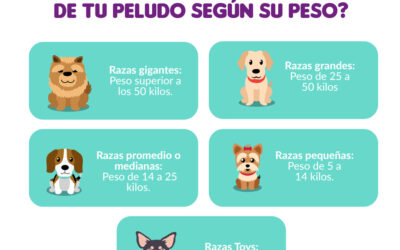 ¿Cuánto va a crecer mi perro mestizo?