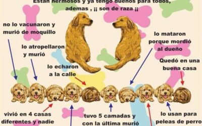 Imprescindible esterilización de tus mascotas