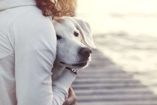 UN PERRO CONTRA LA DEPRESSION