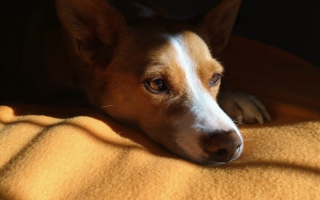 Mi perro duerme en mi cama