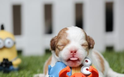 Un cachorro no debe ser considerado como un juguete