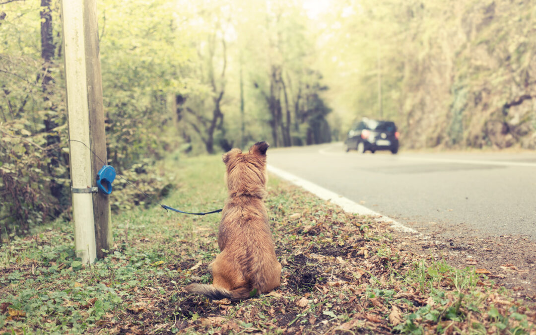 Cómo acabar con el abandono de animales: causas y soluciones