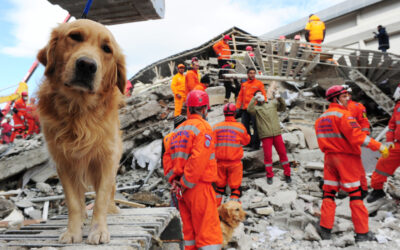 Perros de rescate, auténticos héroes de 4 patas